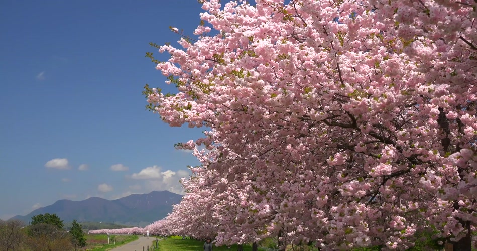 4k〕 櫻花近景拍攝 4k片源 超高清實拍視頻素材 自然風景山水花草