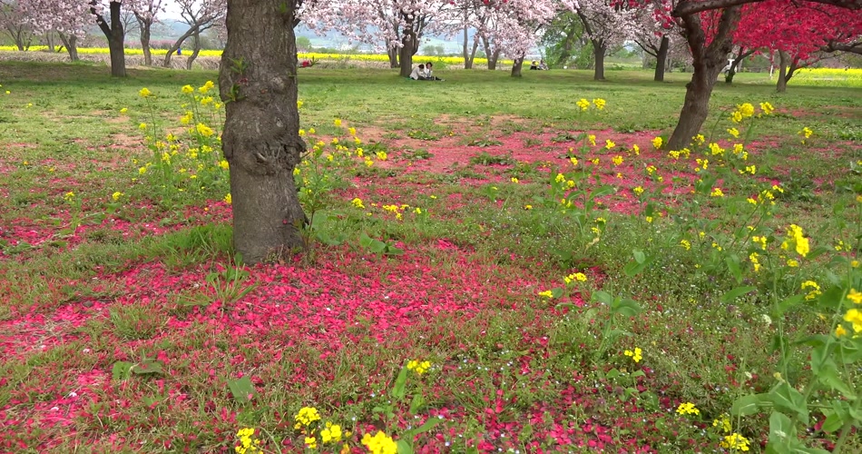 4k〕 櫻花近景拍攝 4k片源 超高清實拍視頻素材 自然風景山水花草