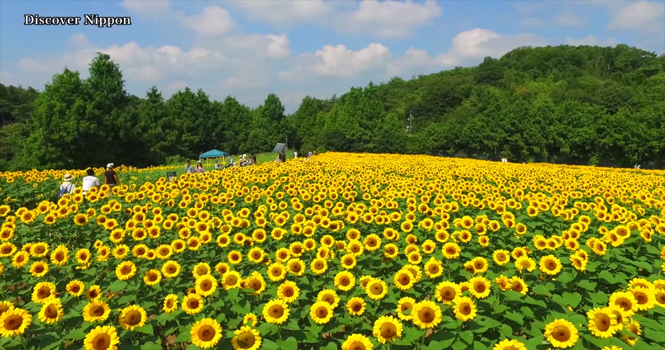 4k〕 盛開的向日葵花 4k片源 超高清實拍視頻素材 自然風景山水惠草